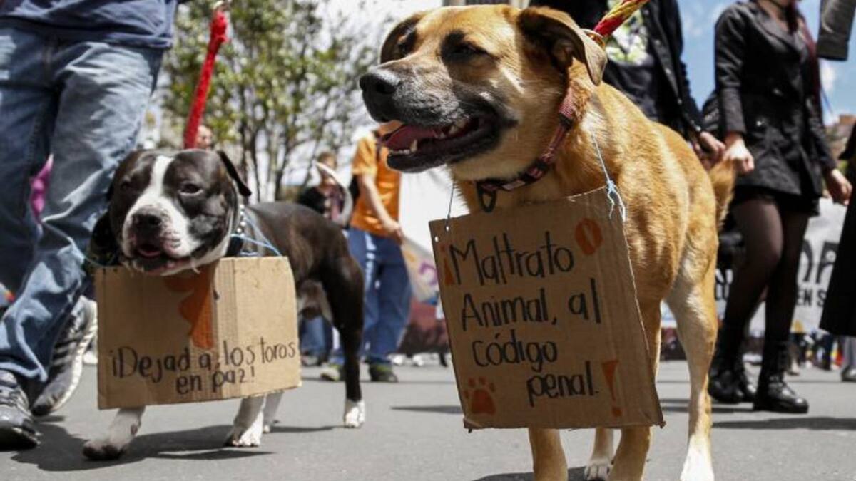 Policía iniciará acción penal por maltrato animal al norte de Armenia