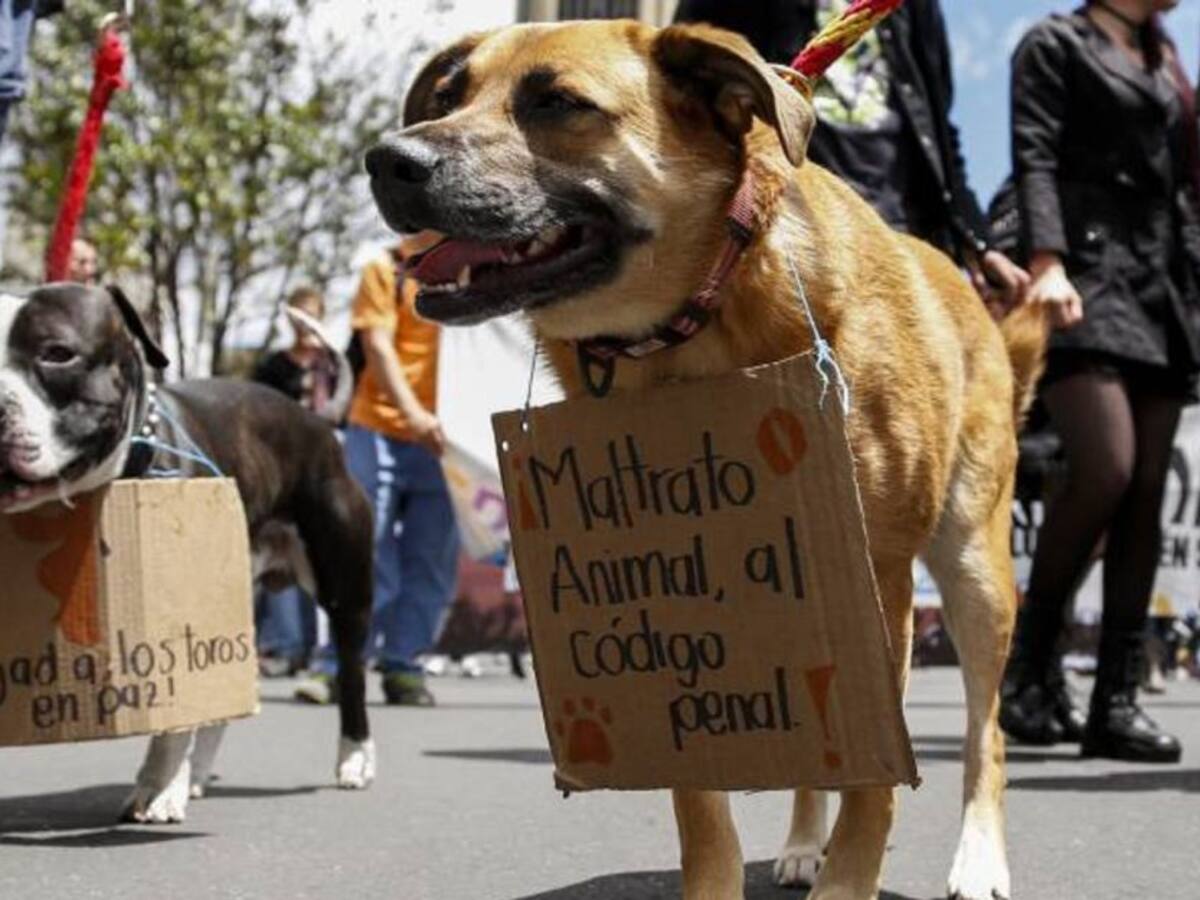 Policía iniciará acción penal por maltrato animal al norte de Armenia
