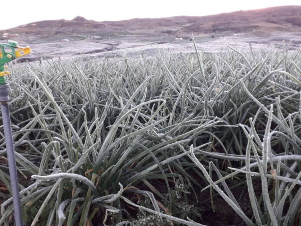 Declararían calamidad pública por heladas