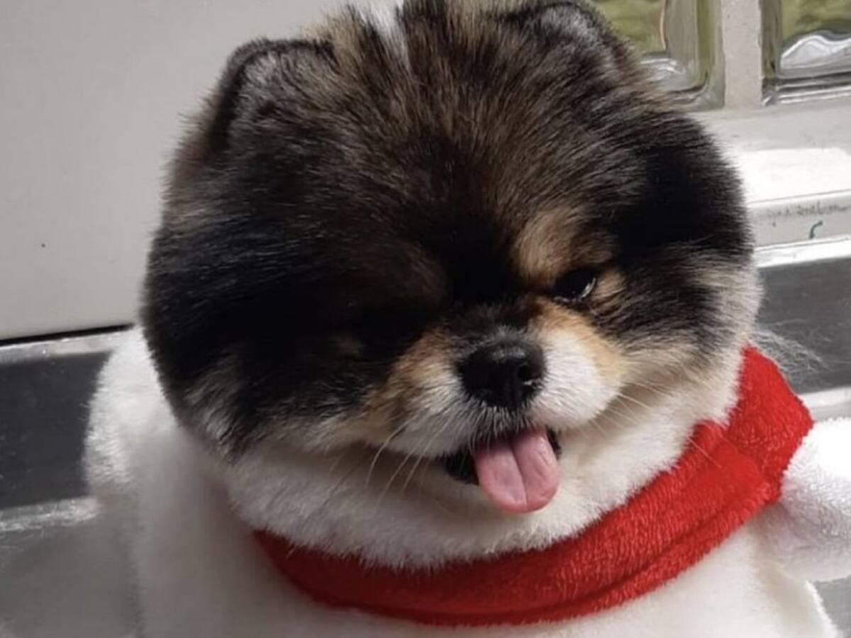 Posible negligencia causó que una mascota muriera ahogada durante un vuelo