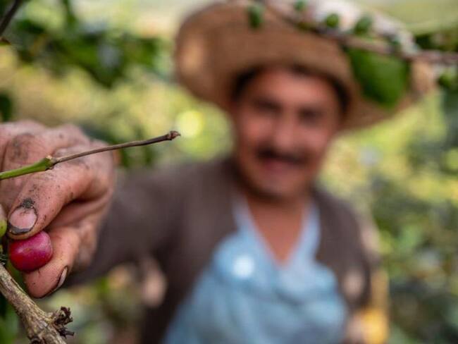 Las peticiones de los cafeteros de la Sierra Nevada para contener el COVID