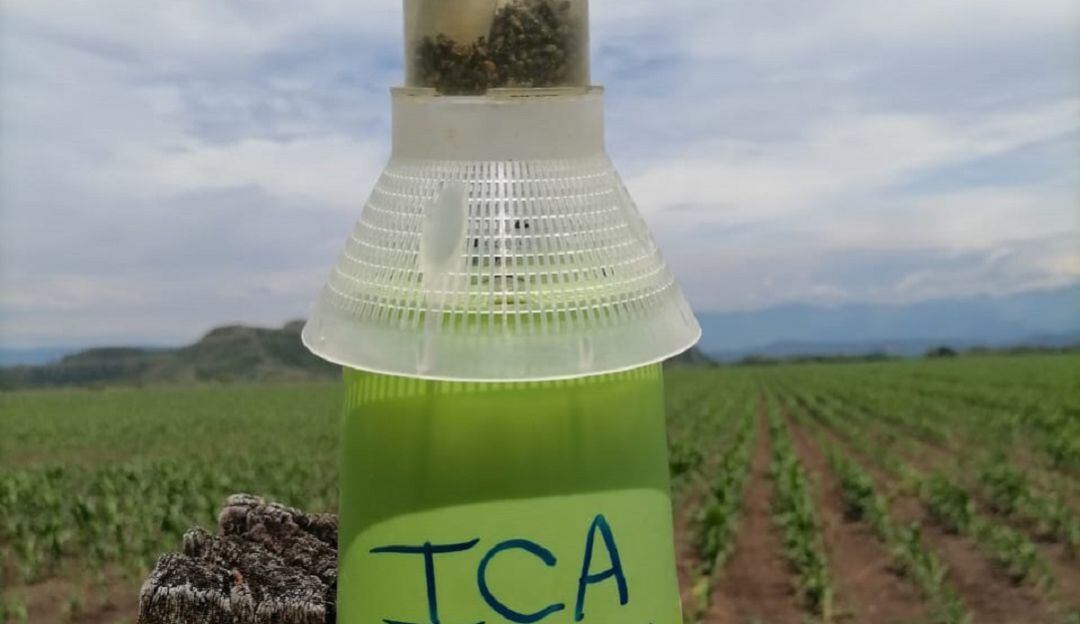 Trampas 'matapicudo' en predios del Tolima