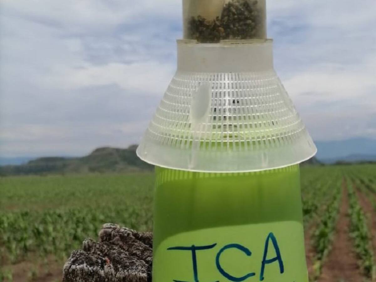 Control al 'picudo' que ataca los cultivos de algodón en el Tolima