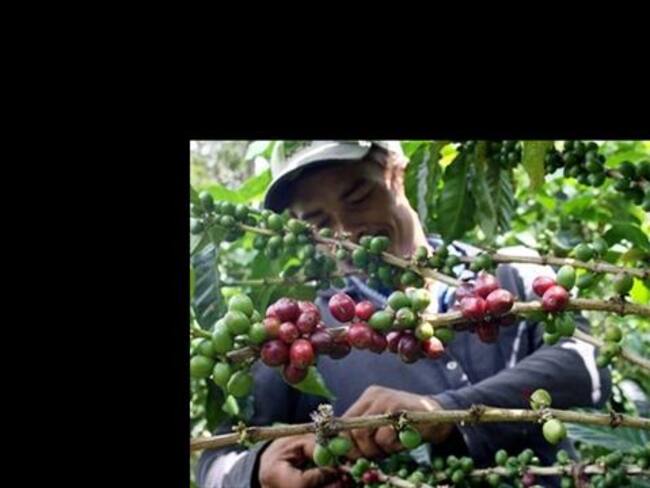 Producción de café a corte de abril llegó a 3.5 millones de sacos