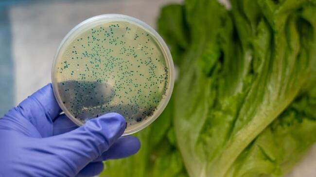 El Huila reporta 88 casos de Escherichia Coli.