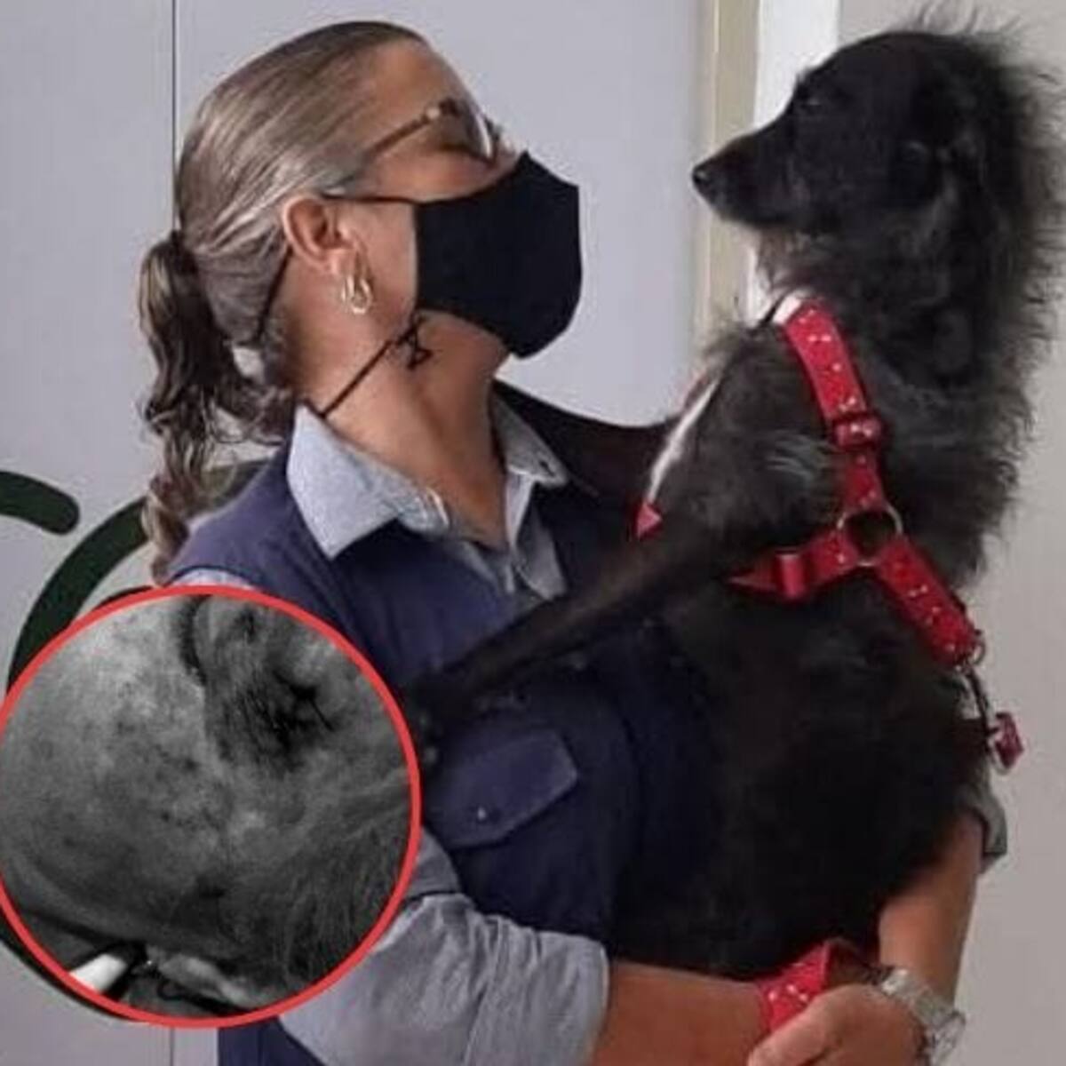 Animalista en Armenia fue herida con arma de fuego en medio de un rescate de perros en mal estado