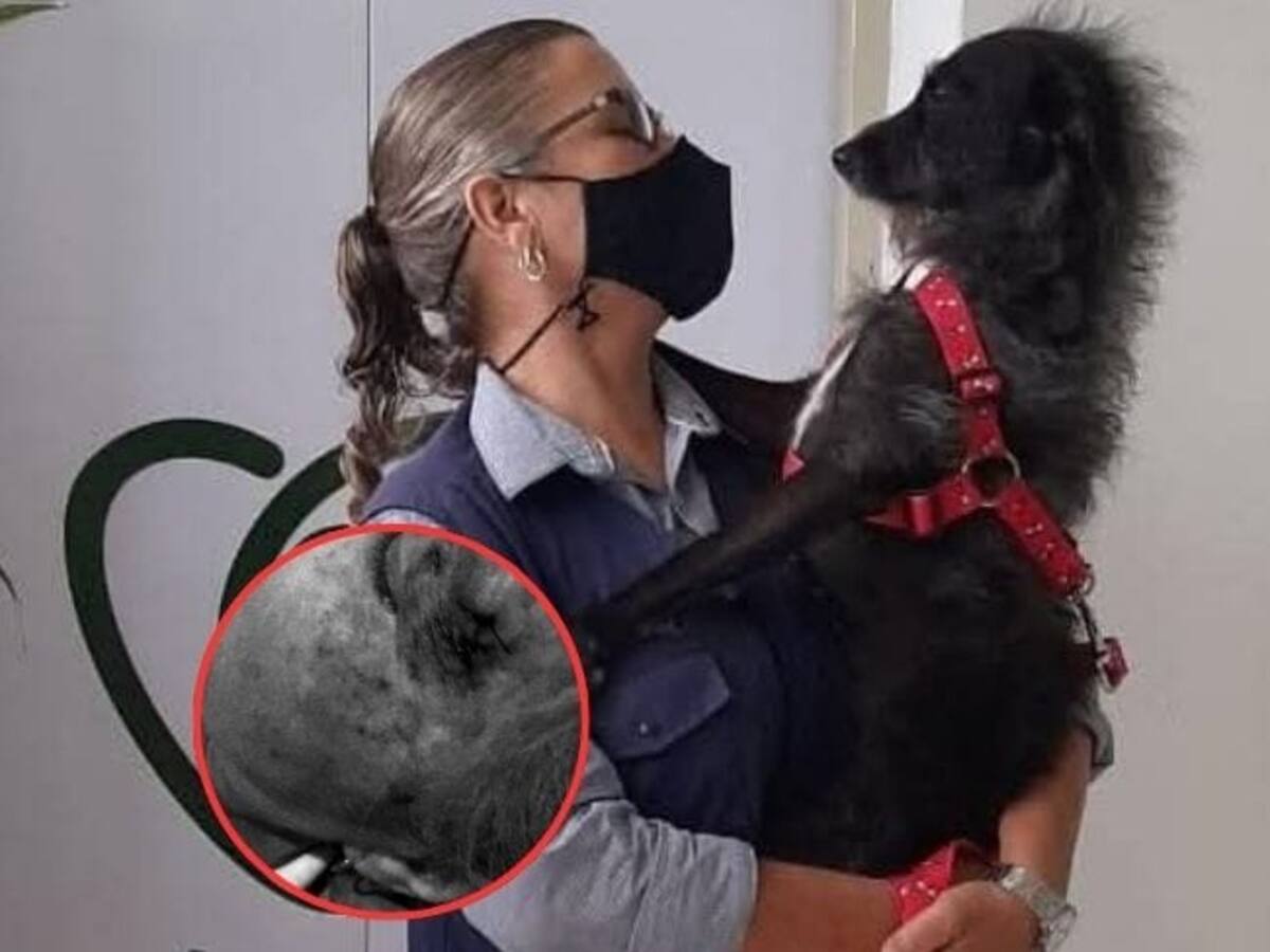 Animalista en Armenia fue herida con arma de fuego en medio de un rescate de perros en mal estado