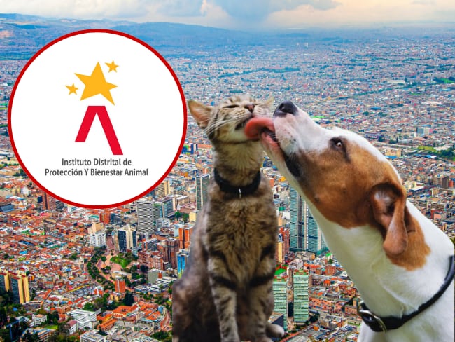 Imagen de referencia, fotos Getty images y lodo de el Instituto Distrital de Protección y Bienestar Animal (IDPYBA)