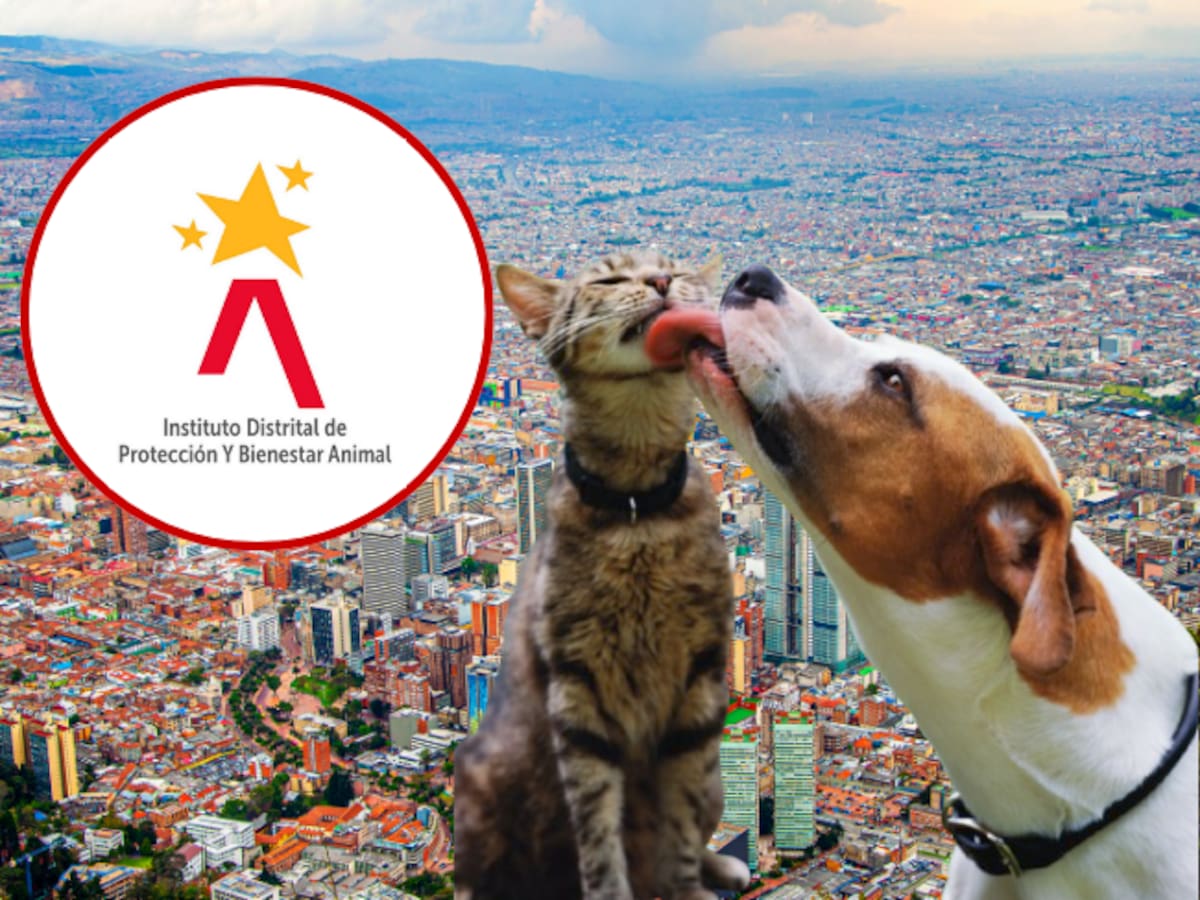 ¿Quiere adoptar una mascota en Bogotá? Estos son los requisitos para la Feria Huellas