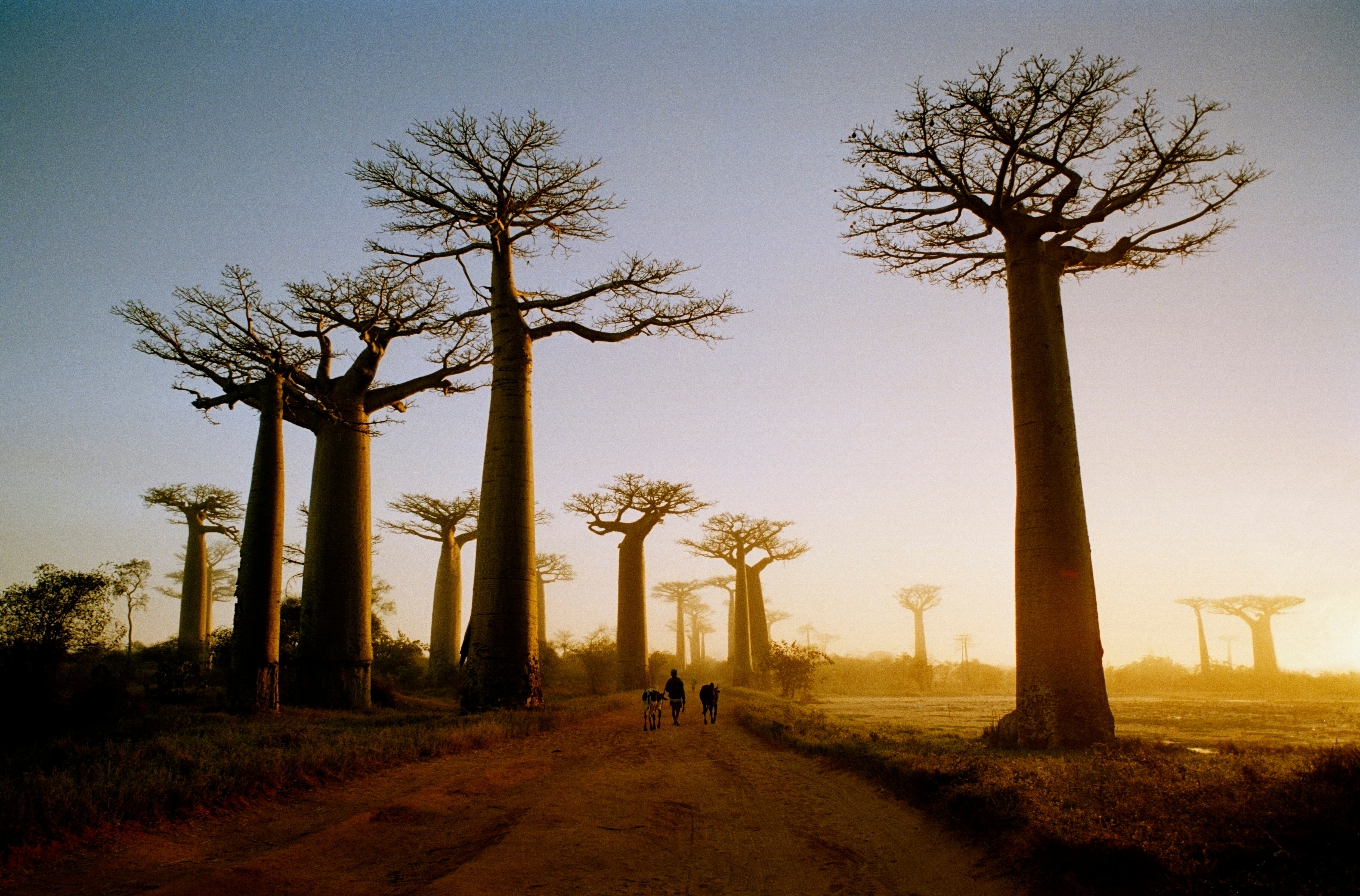 Avenida de los Baobabs en Madagascar