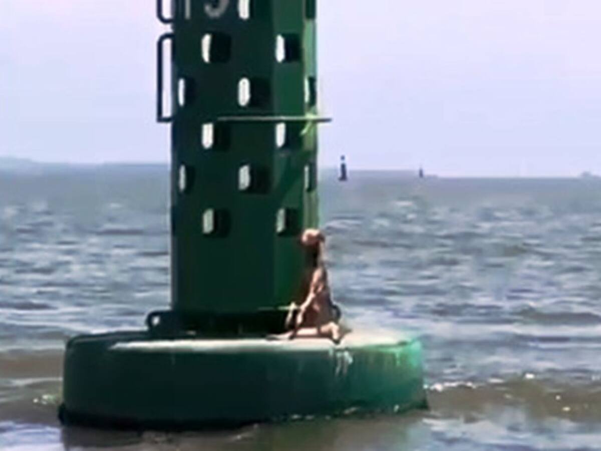Ofrecen recompensa por autores de maltrato animal en bahía de Cartagena