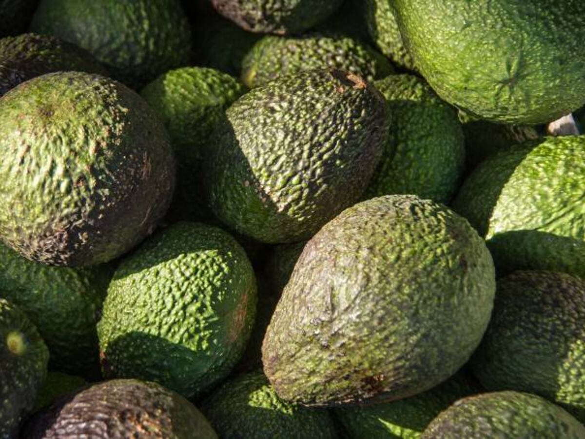 Colombia, el tercer productor mundial de aguacate, apunta su mercado a EE.UU.
