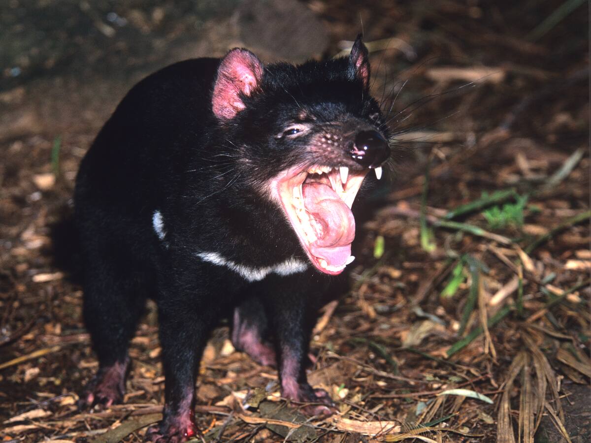 El demonio de Tasmania regresa por primera vez en 3 mil años