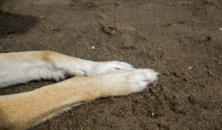 Imagen de referencia de maltrato animal. Foto: Getty Images / Kinga Krzeminska