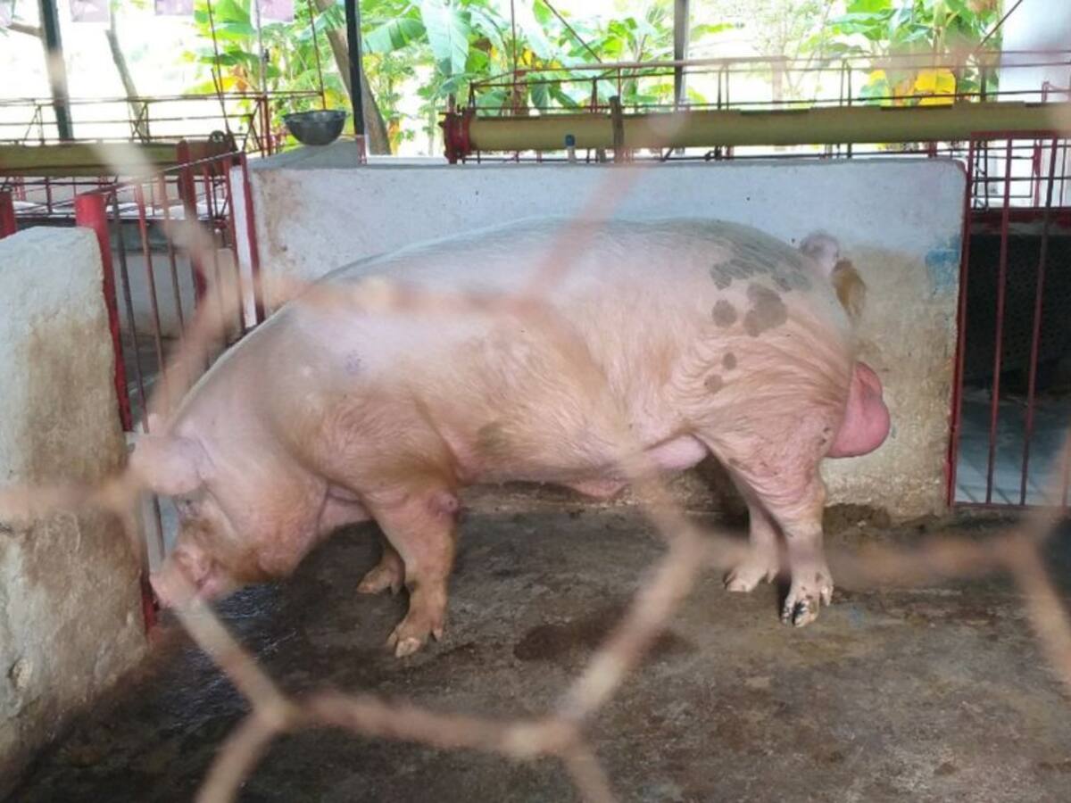 ¡Aberrante! Autoridades investigan el abuso sexual a un cerdo en el Huila