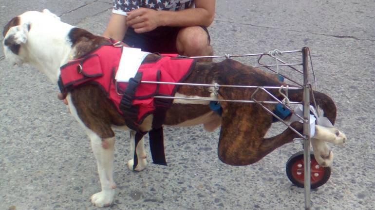 Habitantes del barrio La Sultana aseguran que este perro quedó discapacitado por una moto que lo atropelló 