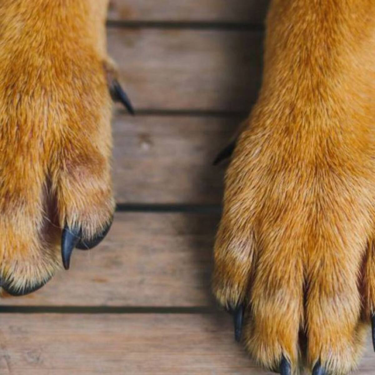 Perro murió por heridas con arma blanca en medio de una riña en Quimbaya