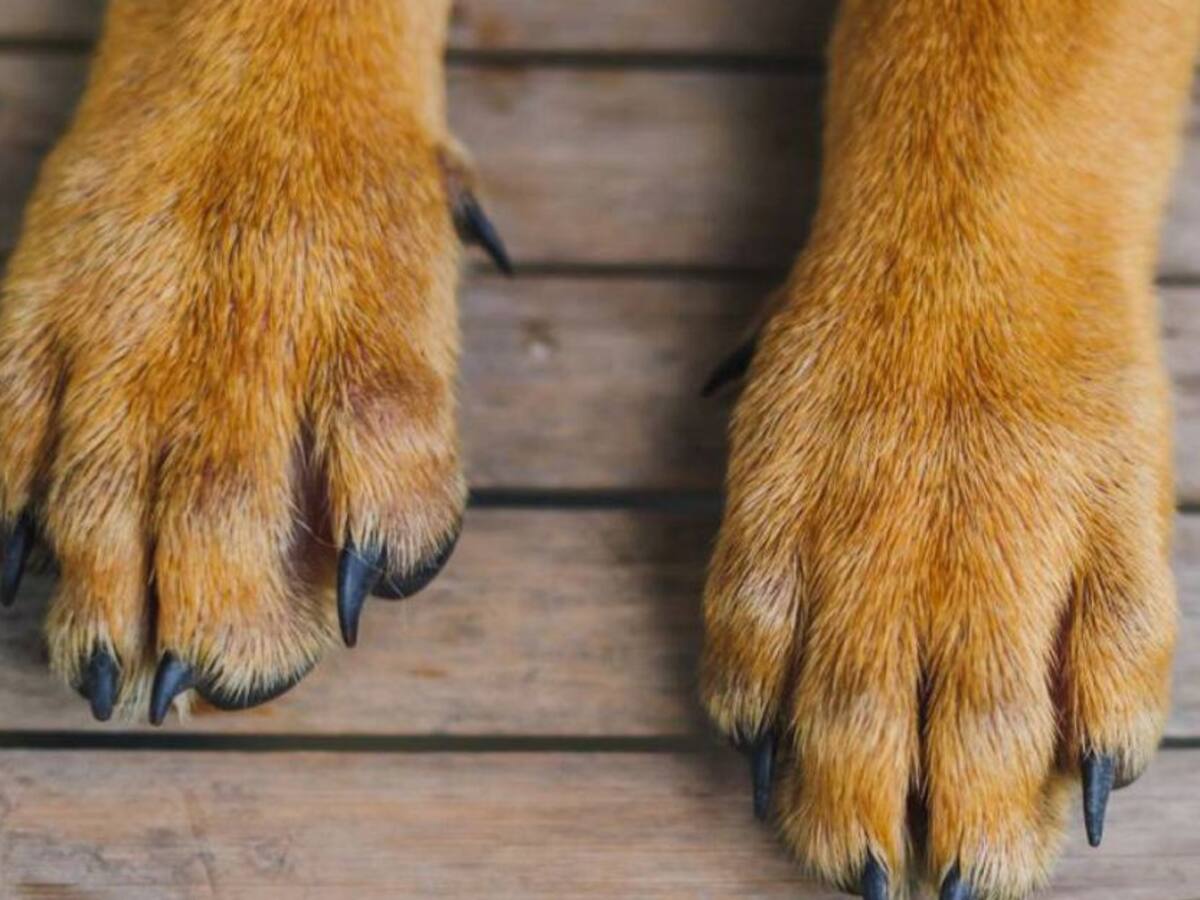 Perro murió por heridas con arma blanca en medio de una riña en Quimbaya