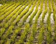 En Campoalegre se espera la participación de unos 500 arroceros. Foto Redes Sociales.