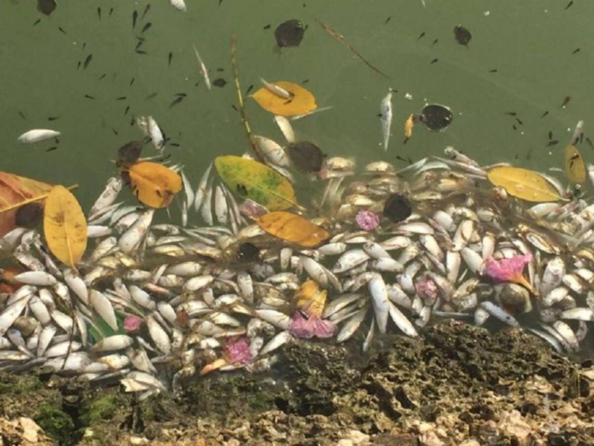 Emergencia ambiental: se registra nueva mortandad de peces en El Laguito