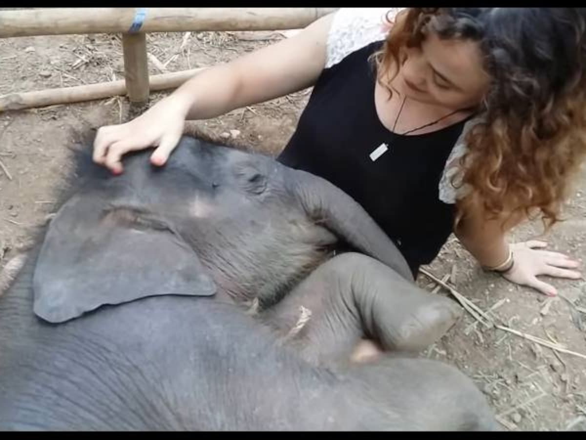 Allie, la arrulladora de elefantes que gana visitas en YouTube