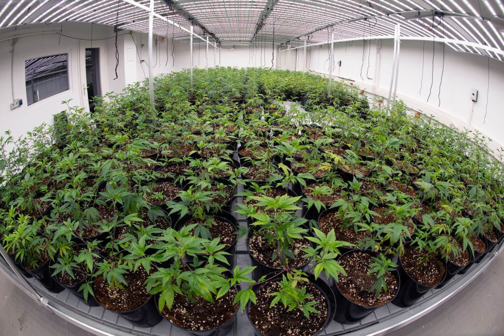 Cultivo de marihuana. I Foto: Stefan Sauer/picture alliance via Getty Images.