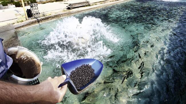 Alimentación de los peces
