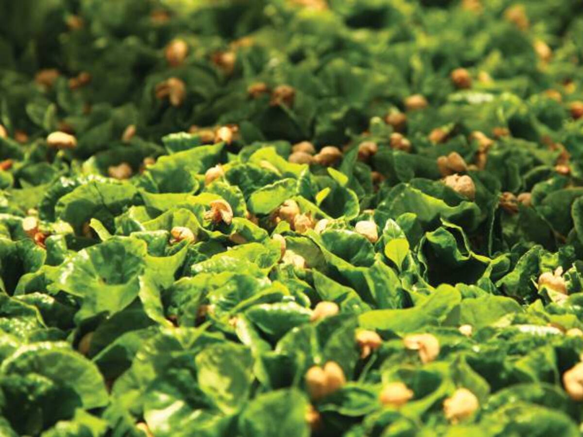 La producción de café en julio cayó un 23.5%, confirmó la Fedecafé