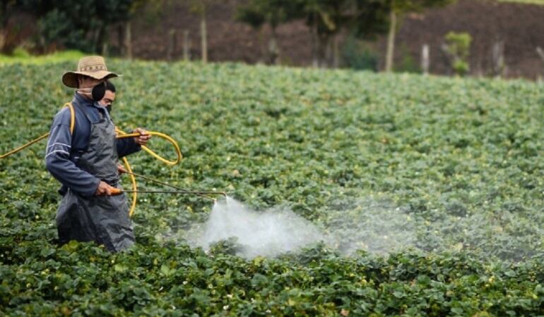Los campesinos no descartan protestas por implementación de este mecanismo de erradicación