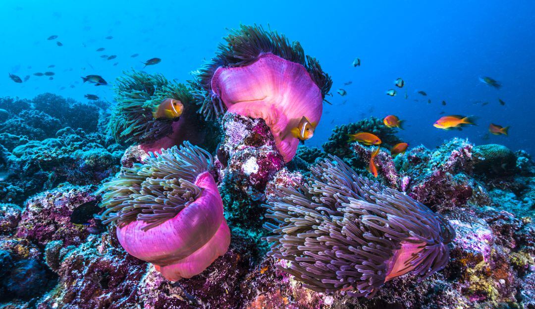 La razón de porqué los corales brillan en la oscuridad