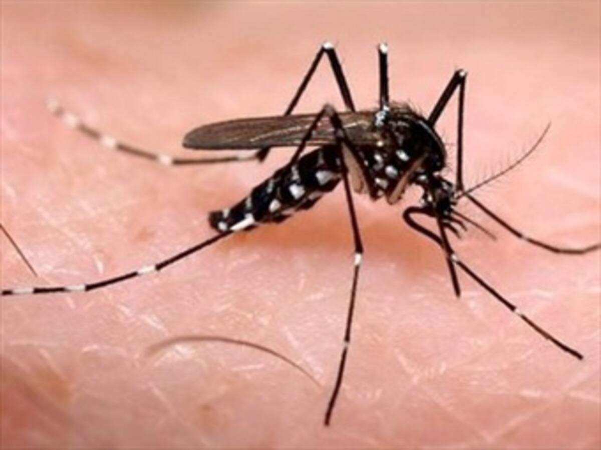 Alerta sanitaria en Medellín por el virus del Chikungunya