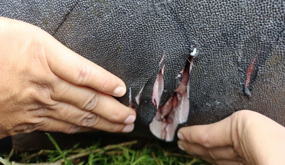 Heridas que pescadores le causaron a Julieta, la manatí