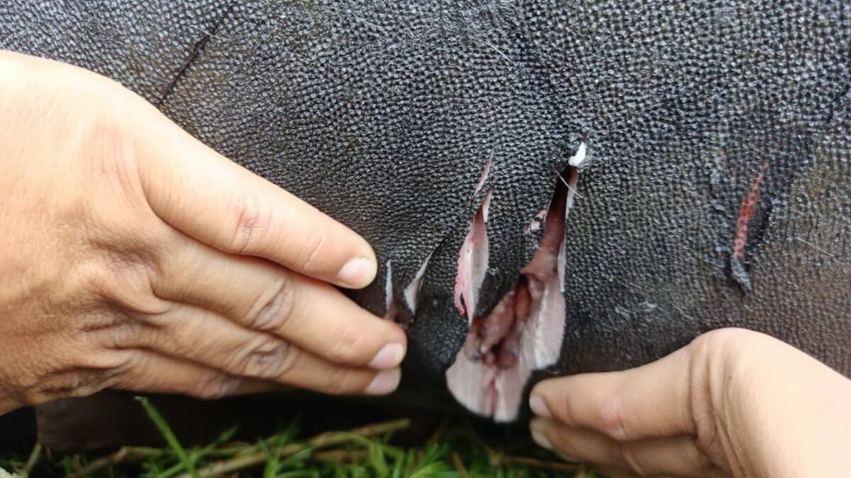 Así atacaron a Julieta, la manatí liberada hace una semana en el mar Caribe