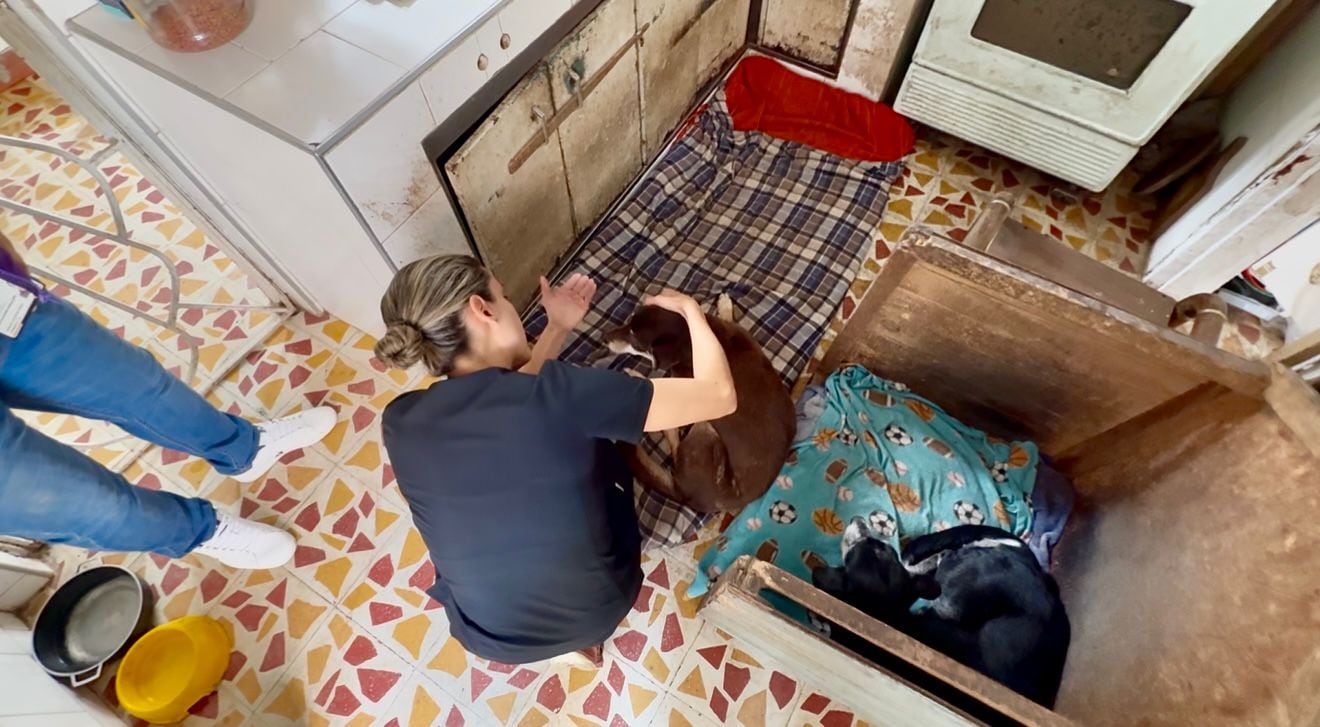 Se realizará seguimiento para determinar la situación de otros animales presentes en el lugar, incluyendo la posibilidad de encontrarles nuevos hogares.