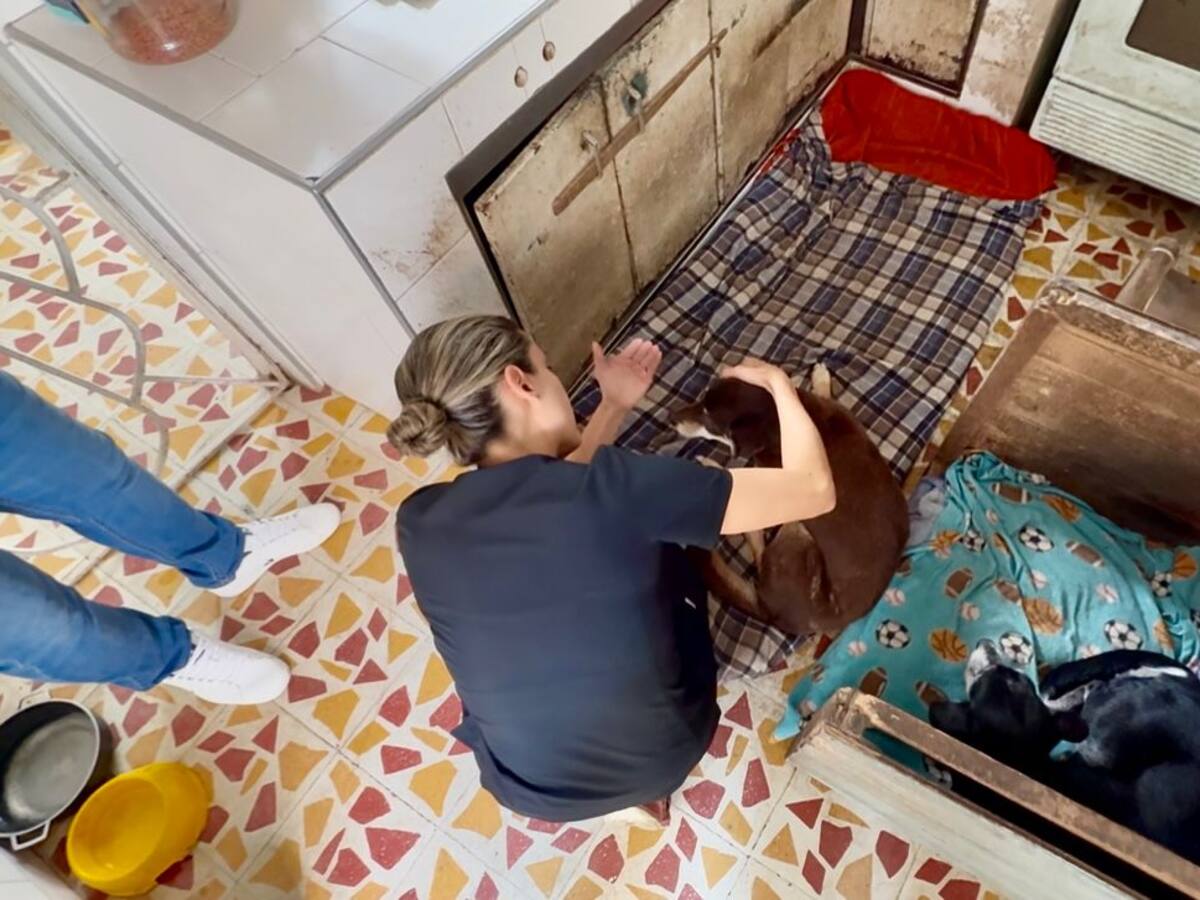 Por denuncia encuentran dos caninas geriátricas en condiciones de abandono en la Comuna 20 de Cali
