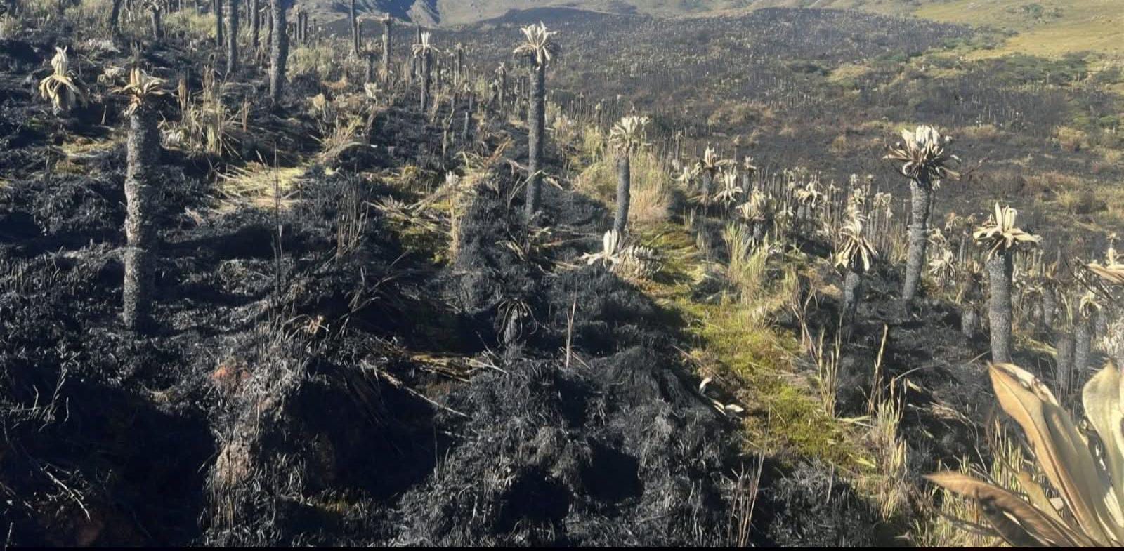 Más de 70 hectáreas de frailejones y vegetación nativa en el páramo de Siscunsí fueron consumidas por las llamas / Foto: Suministrada.