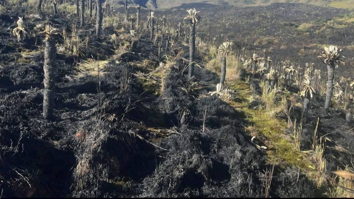 Incendio en el páramo de Siscunsí- Ocetá afectó más de 70 hectáreas de frailejones