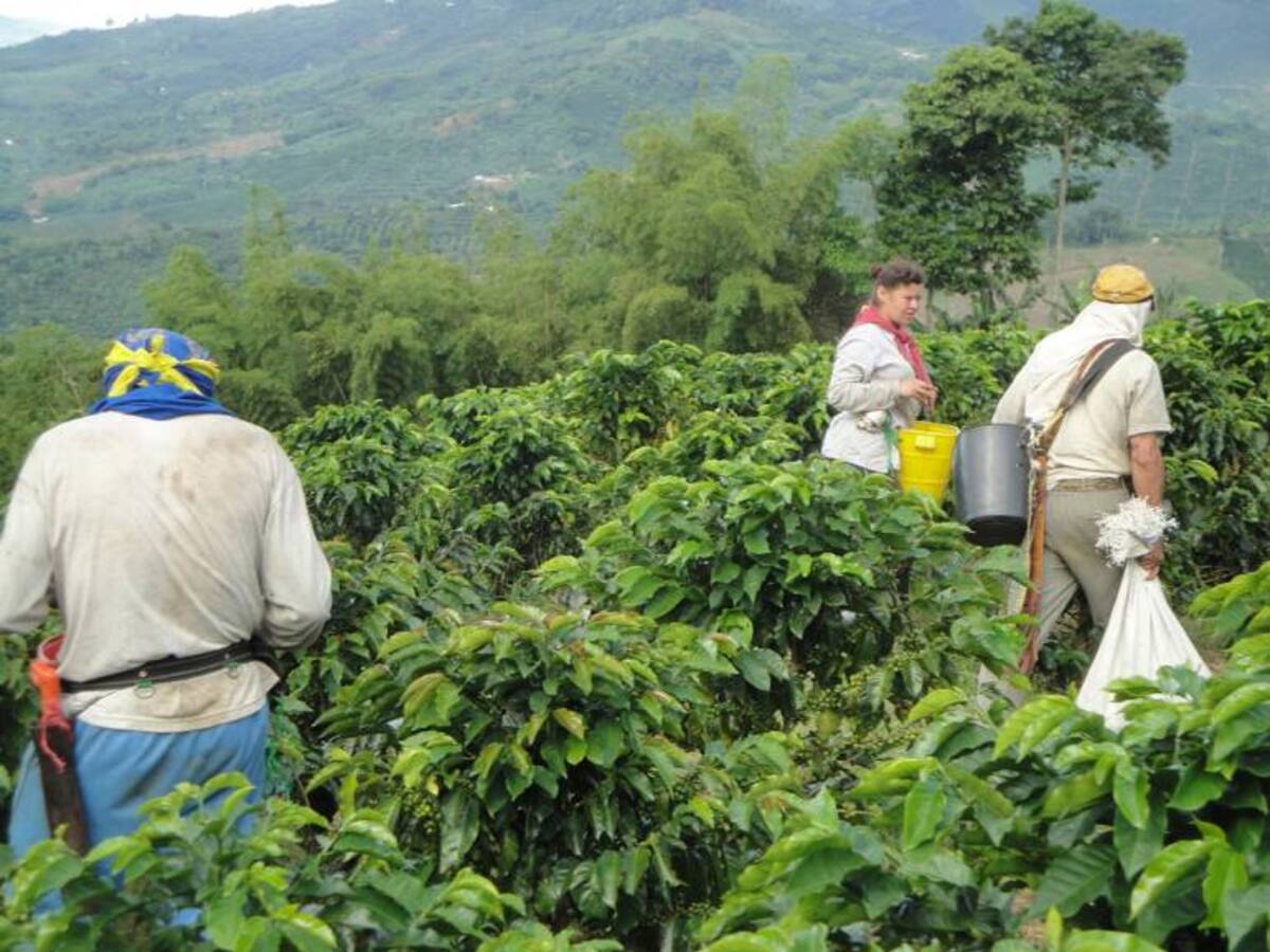 Se buscan doce mil recolectores para cosecha cafetera