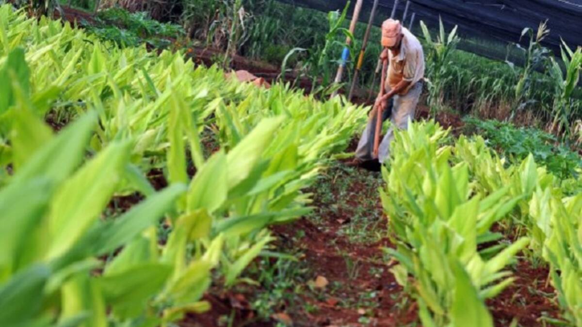 Colombia necesita campesinos versión 2.0