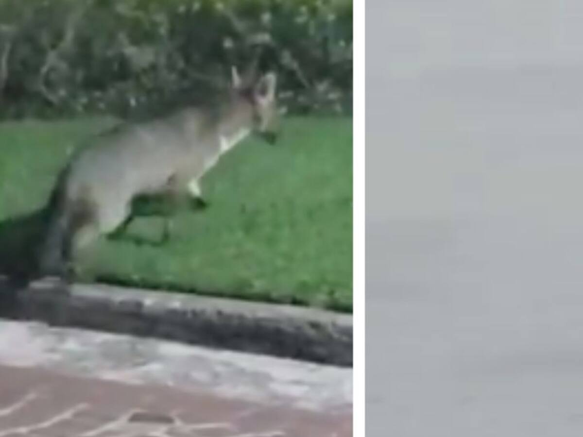 Avistamientos de animales en playas y calles tras aislamiento obligatorio