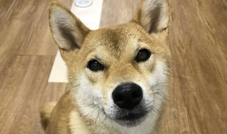 Conozca el perro que 'habla' y 'pide' hamburguesas