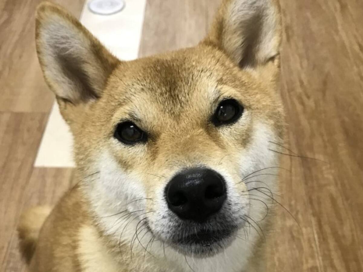 Conozca el perro que 'habla' y 'pide' hamburguesas