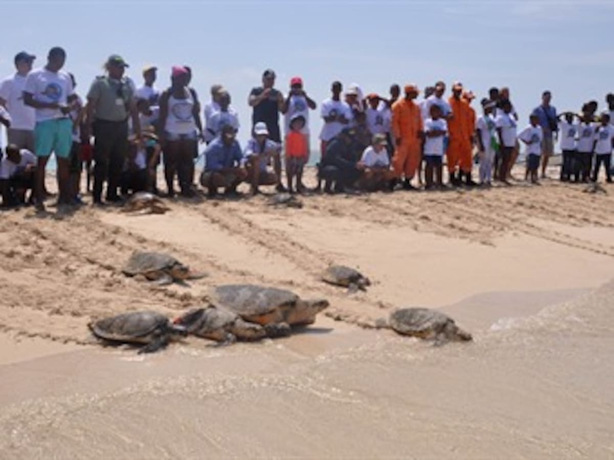 En el Parque Los Corales del Rosario se realiza liberación de tortugas