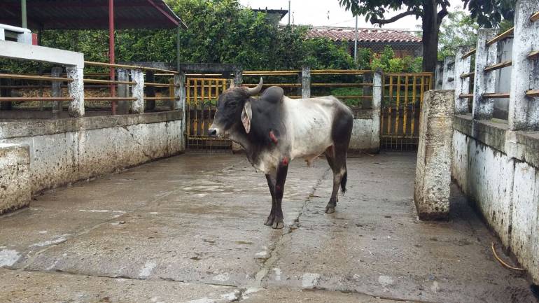 Este es elnovillo que le produjo la muerte a una persona e hirió a otras cinco.