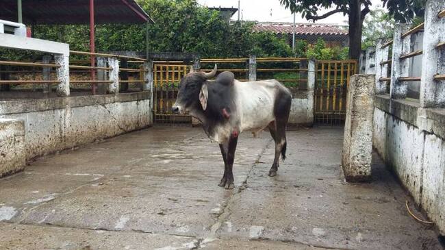 Este es elnovillo que le produjo la muerte a una persona e hirió a otras cinco.