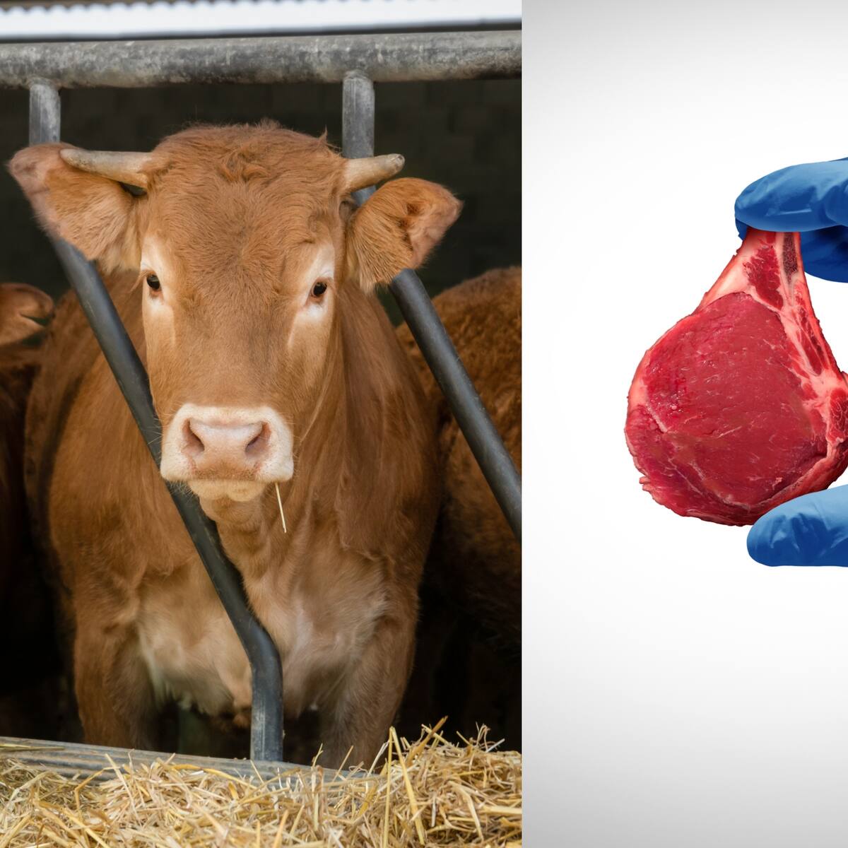 ¿Es viable la propuesta de Bill Gates de sustituir la ganadería por carne sintética?