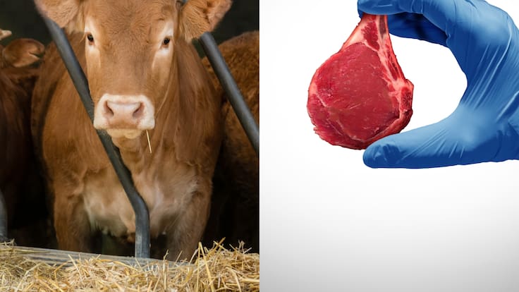¿Es viable la propuesta de Bill Gates de sustituir la ganadería por carne sintética?