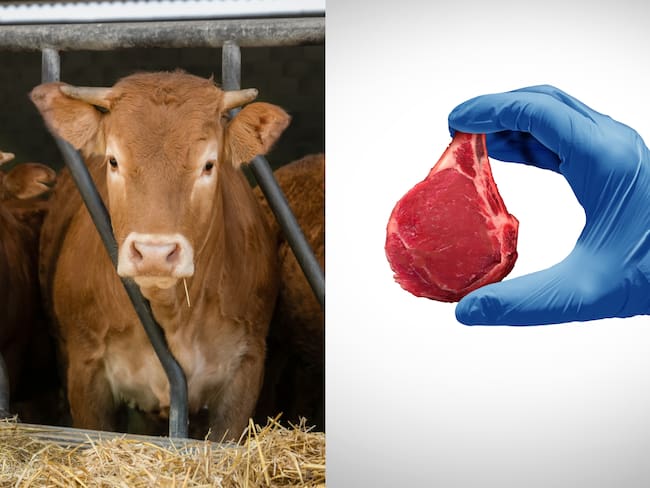 ¿Es viable la propuesta de Bill Gates de sustituir la ganadería por carne sintética?