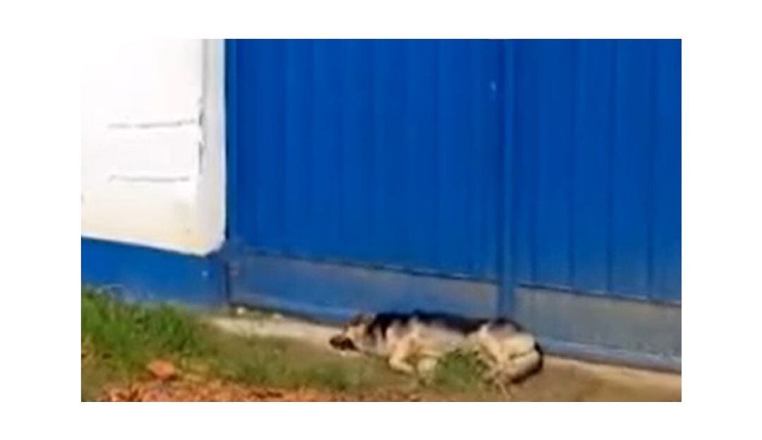 El perro permanece esperando a su dueño quien al parecer fue privado de la libertad.