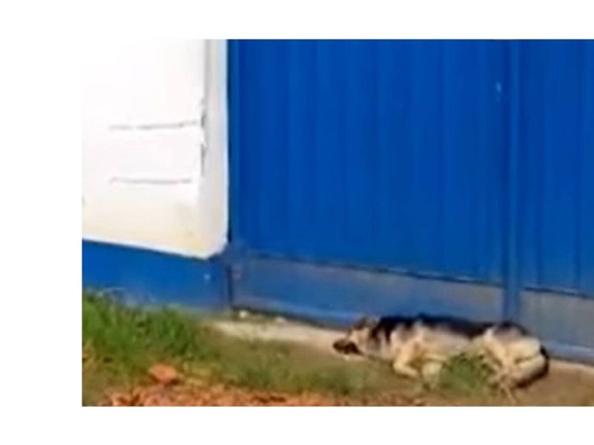 ‘Puchis’ el perro que en el Huila ni en la cárcel abandonó a su amo